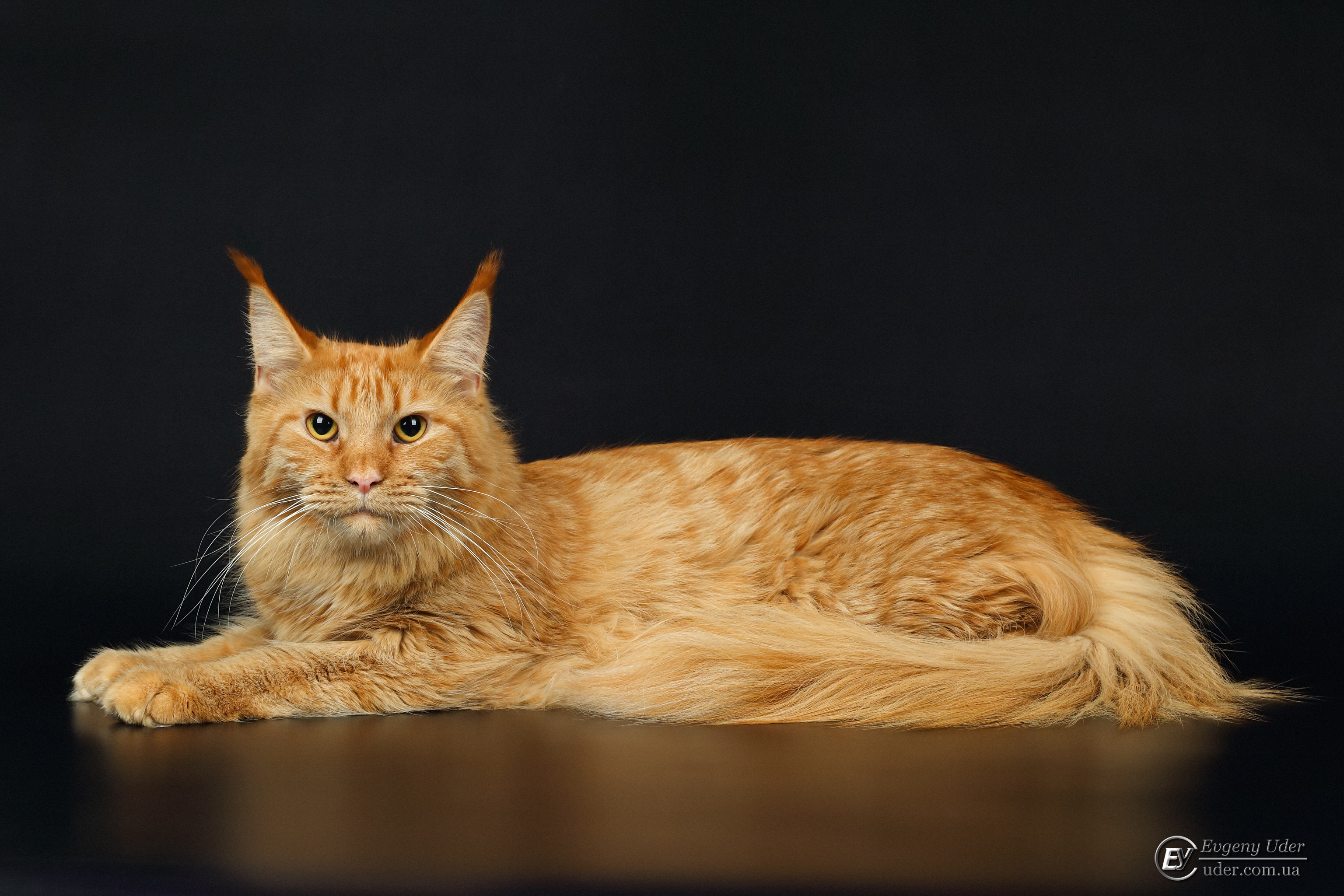 CH. Royal Blood Niagara